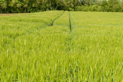 Scenic view of grassy field