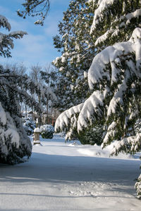 Snow covered road amidst trees against sky