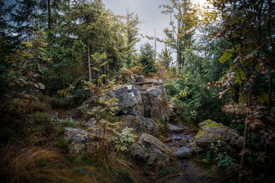 Trees and rocks in forest