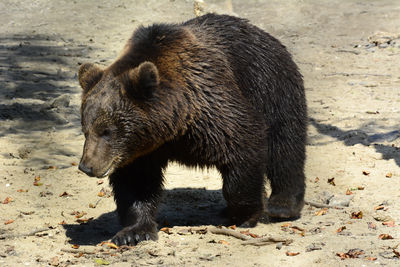 Close-up of bear