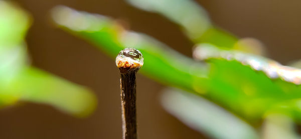 Close-up of a water droplet on a plant