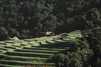 Scenic view of agricultural field