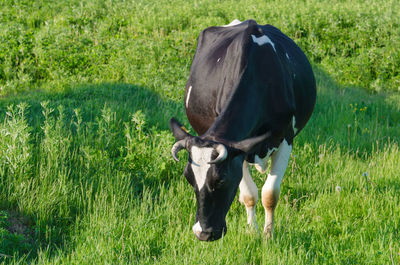 Cow grazing in a field