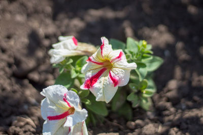 Close-up of pink flowering plant