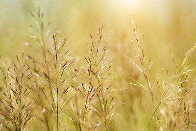 Close-up of stalks in field against sky