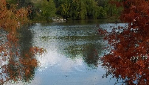 Scenic view of lake in forest