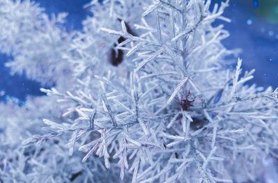 Close-up of frozen plant