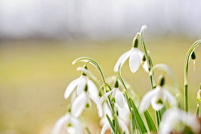 Close-up of white flowering plants on field