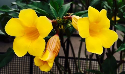 Close-up of yellow flower