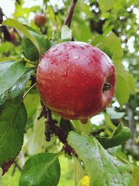 Close-up of apple on tree