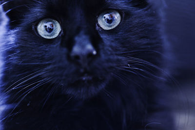 Close-up of black cat