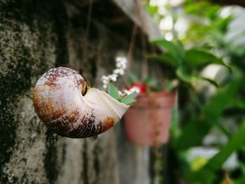 Close-up of plant against blurred background