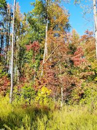 Low angle view of trees in forest during autumn