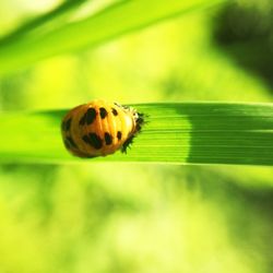 Close-up of ladybug on plant