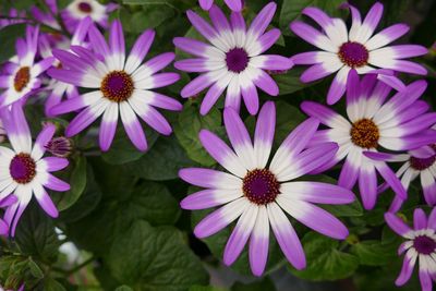 Close-up of purple flowers