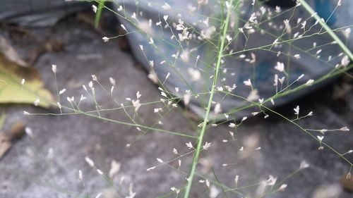 Close-up of plant