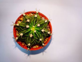 Close-up of succulent plant against white background