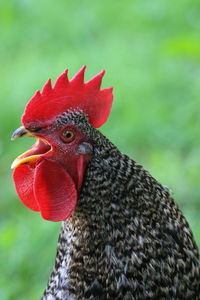 Close-up of rooster