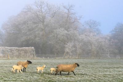 Sheep in a field