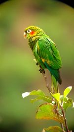 Close-up of parrot perching on branch