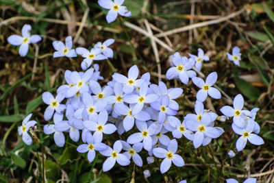 Close-up of white flowers blooming outdoors