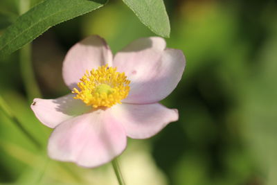 Close-up of pink flowering plant