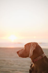 Close-up of dog on beach against sky during sunset