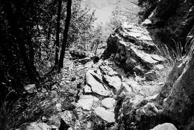 High angle view of lake amidst trees in forest