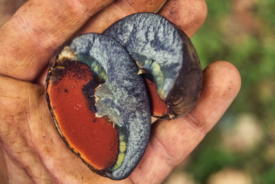 Close-up of person holding pieces of neoboletus erythropus