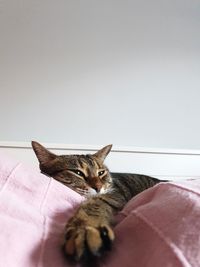 Portrait of cat resting on bed at home