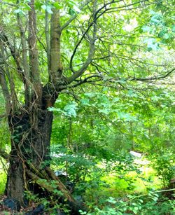 Trees in forest