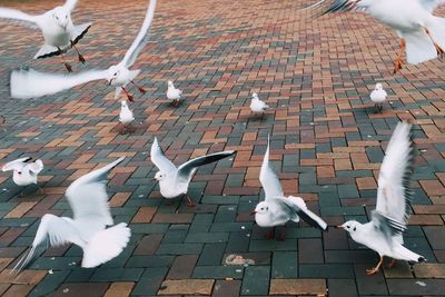 High angle view of seagulls on paved street