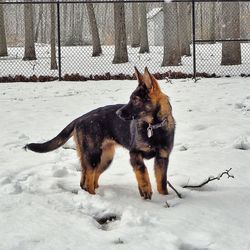 Dog on snow field