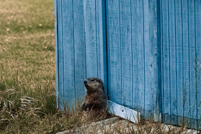Close-up of groundhog on wooden wall