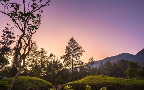 Trees in forest against clear sky
