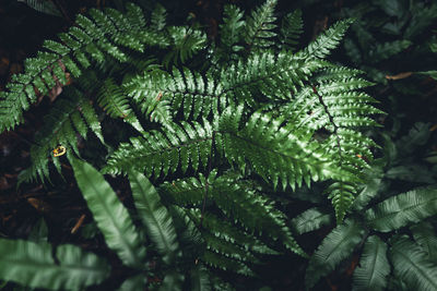 Close-up of green leaves