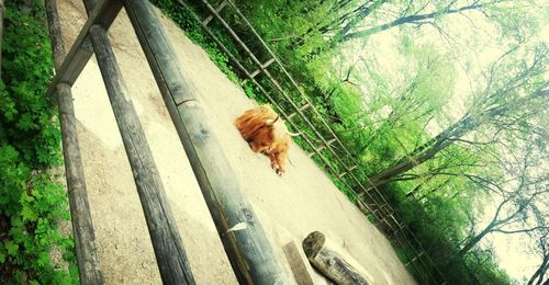 Dog in forest