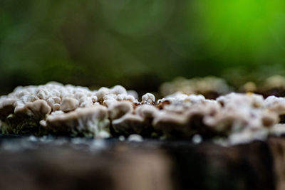 Close-up of white fungi on a tree stump