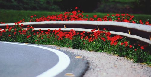 Red flowers along cropped road
