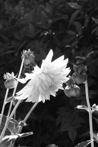 Close-up of white flowers blooming outdoors