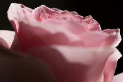 Close-up of pink rose