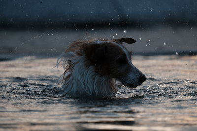 Close-up of dog in water