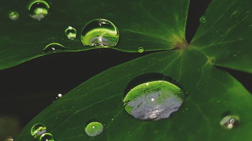 Close-up of water drops on leaf