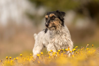 Dog looking away on field