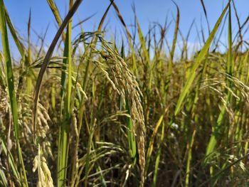 agriculture