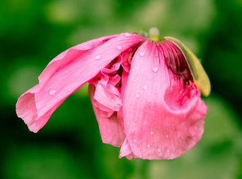 Close-up of wet pink rose flower