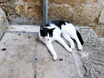 Portrait of black cat resting against wall