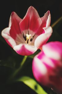 Close-up of bee pollinating on pink flower