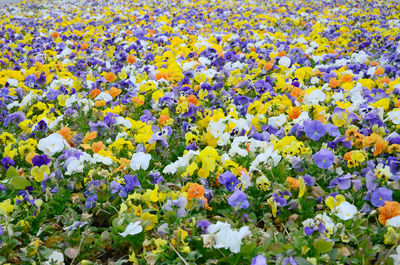 Full frame shot of fresh yellow flowers in field