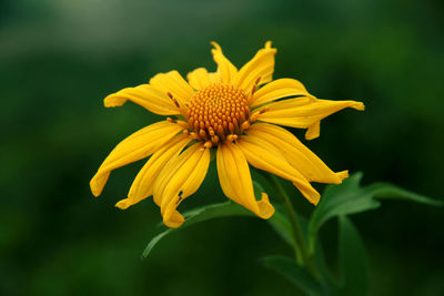 Close-up of yellow flower